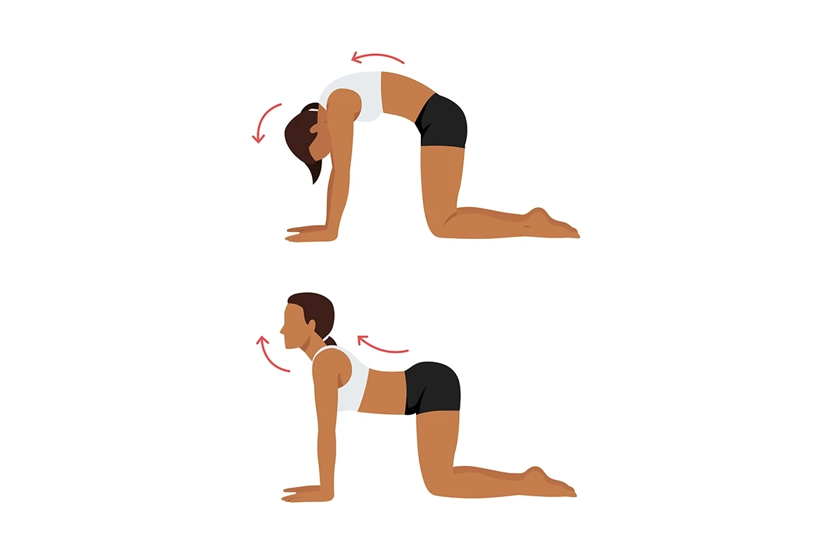 A posição do gato alonga a coluna como um todo, mas é um excelente exercício de pilates para dor lombar. Faça a posição do gato e alterne com a da vaca, trabalhando bem toda a curvatura de sua coluna.
